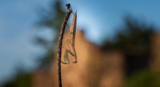 Natur rund um die Kirnburg