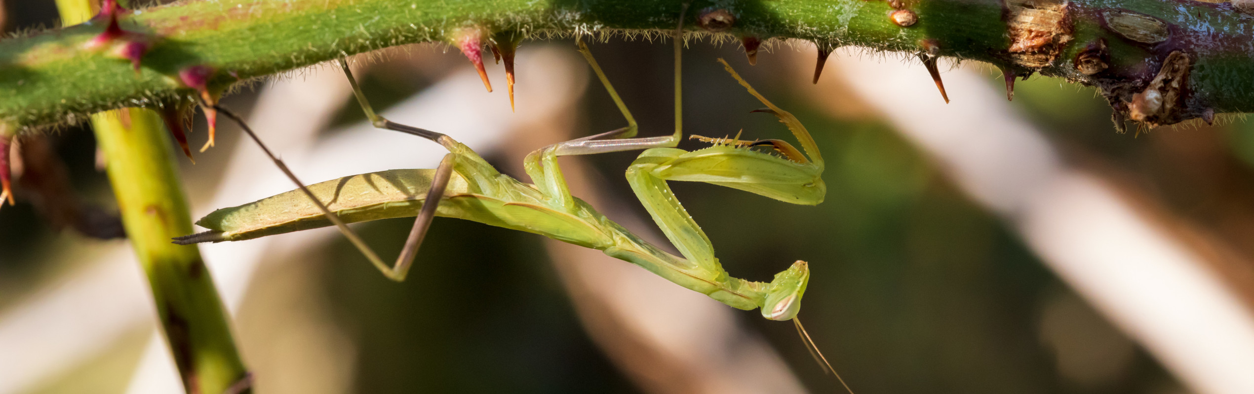 Gottesanbeterin „Mantis religiosa“